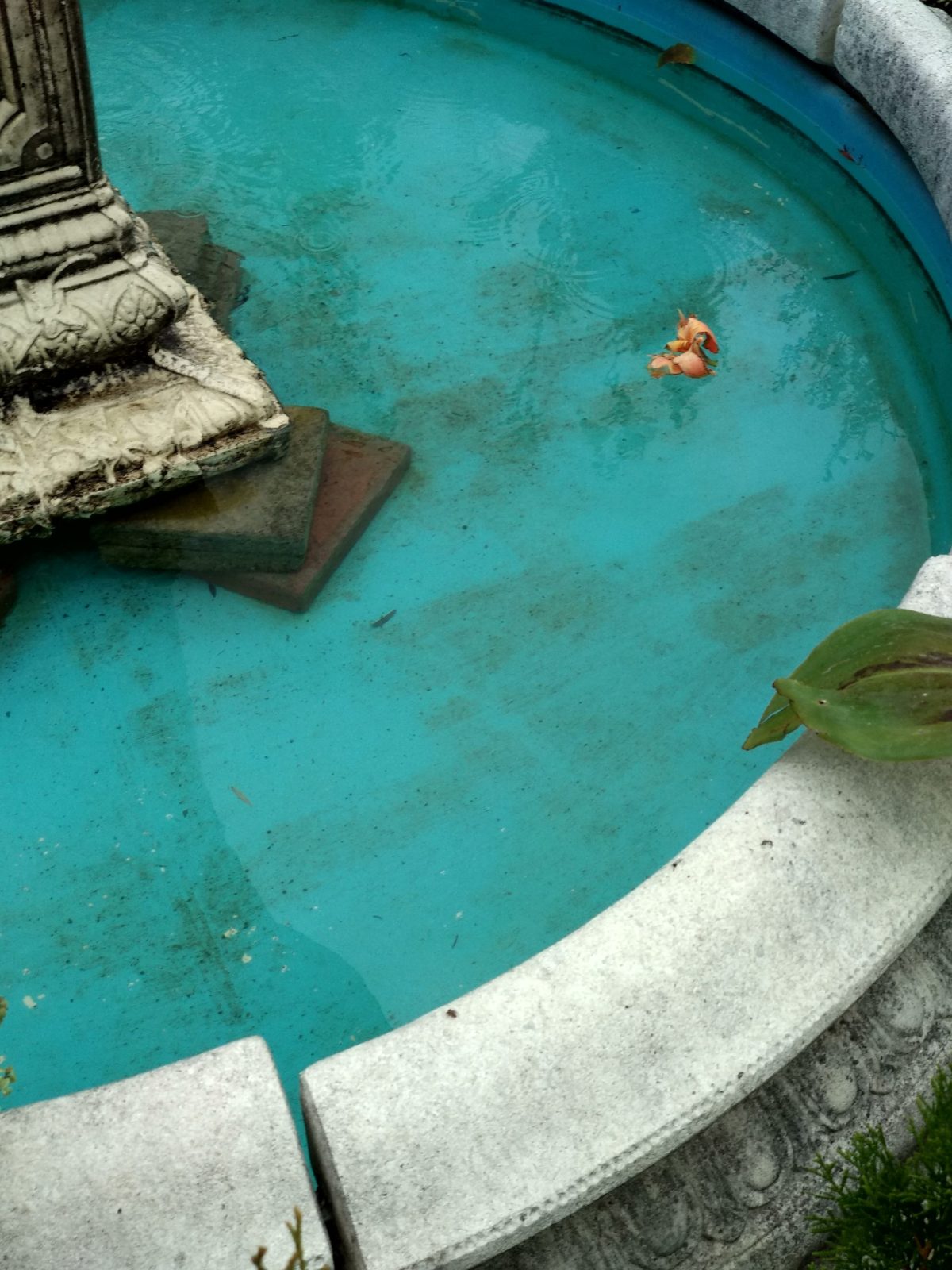 The unraveling of the web of&nbsp;life