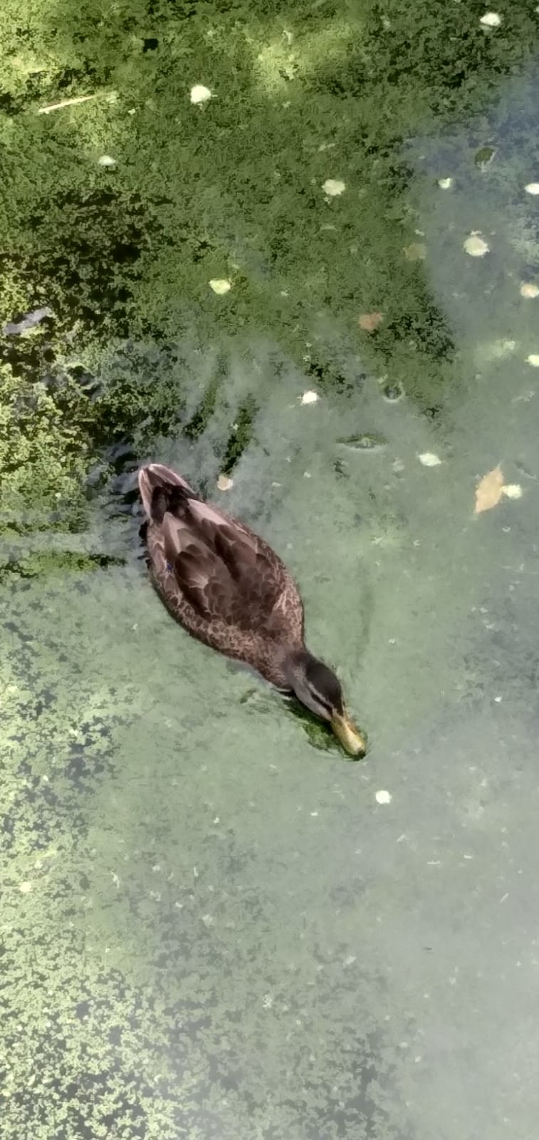 A Submission to my local  Council on Environment&nbsp;Change