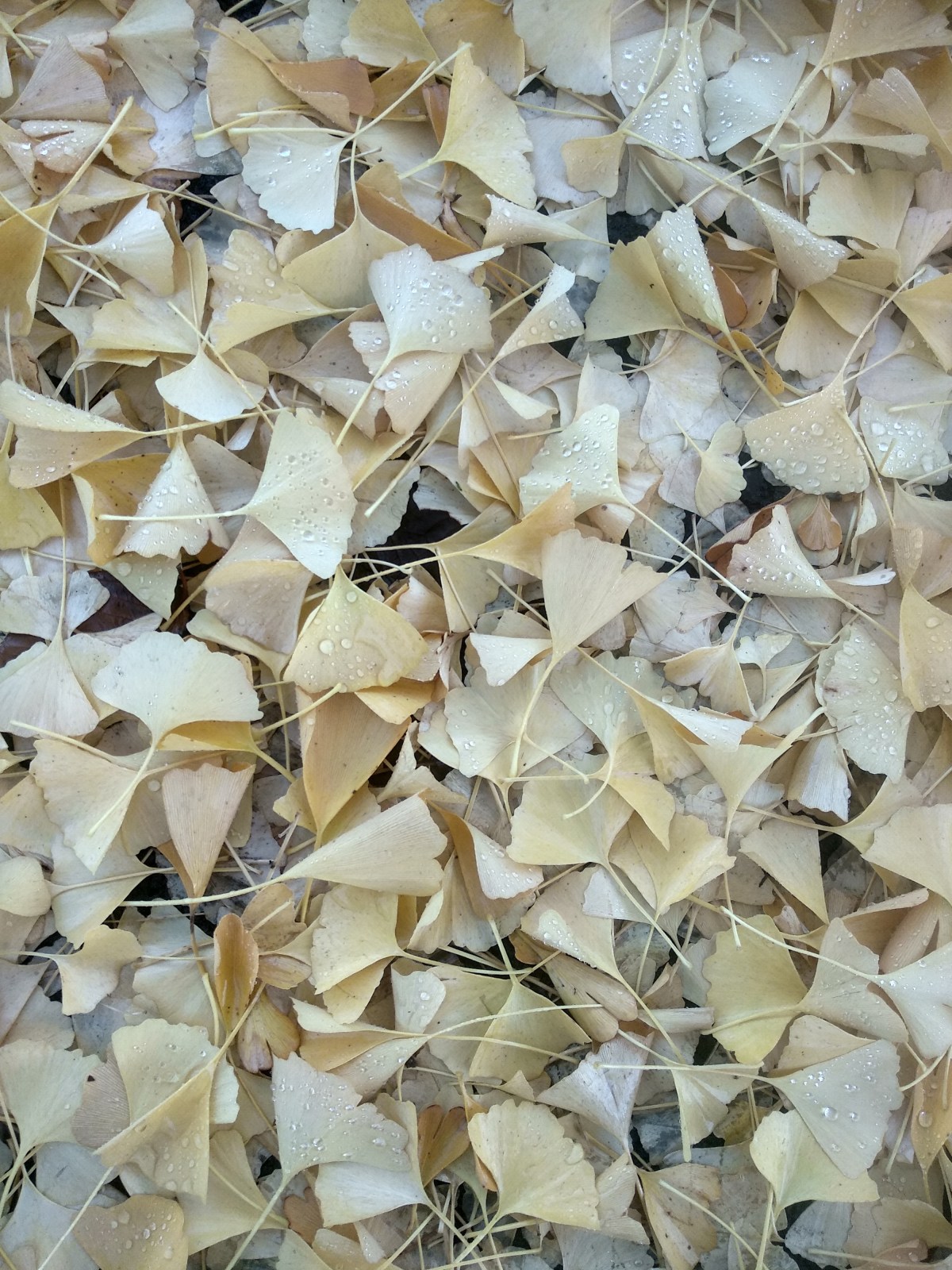 ‘Planning’ our way to Environmental&nbsp;Catastrophe