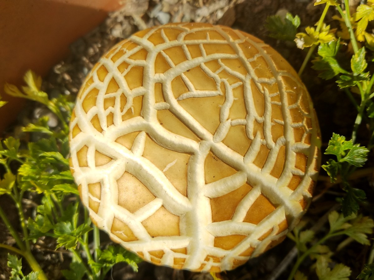 Boiling Frogs-again…