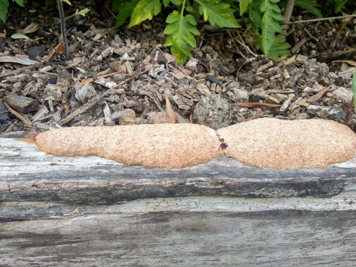 Humans’  ‘Intelligence’